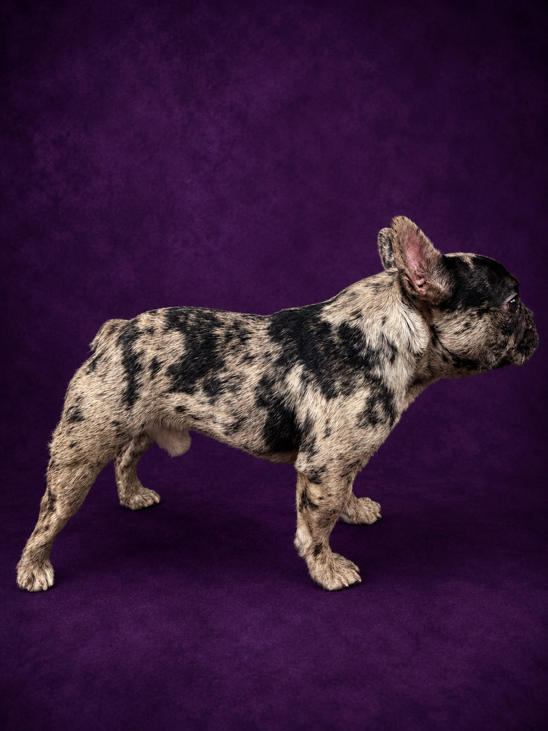 2Faced merle French Bulldog stud