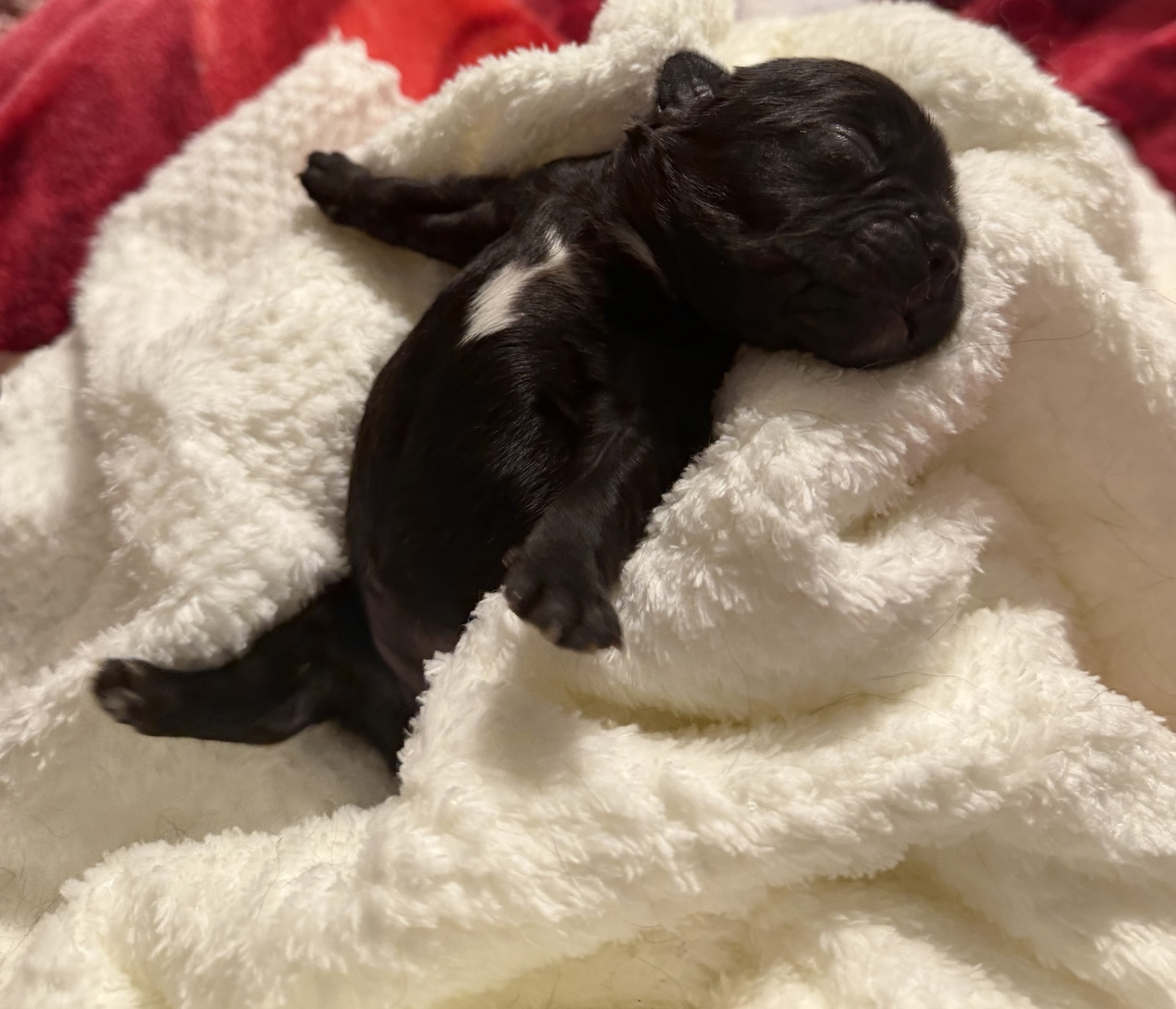 Black female French Bulldog puppy