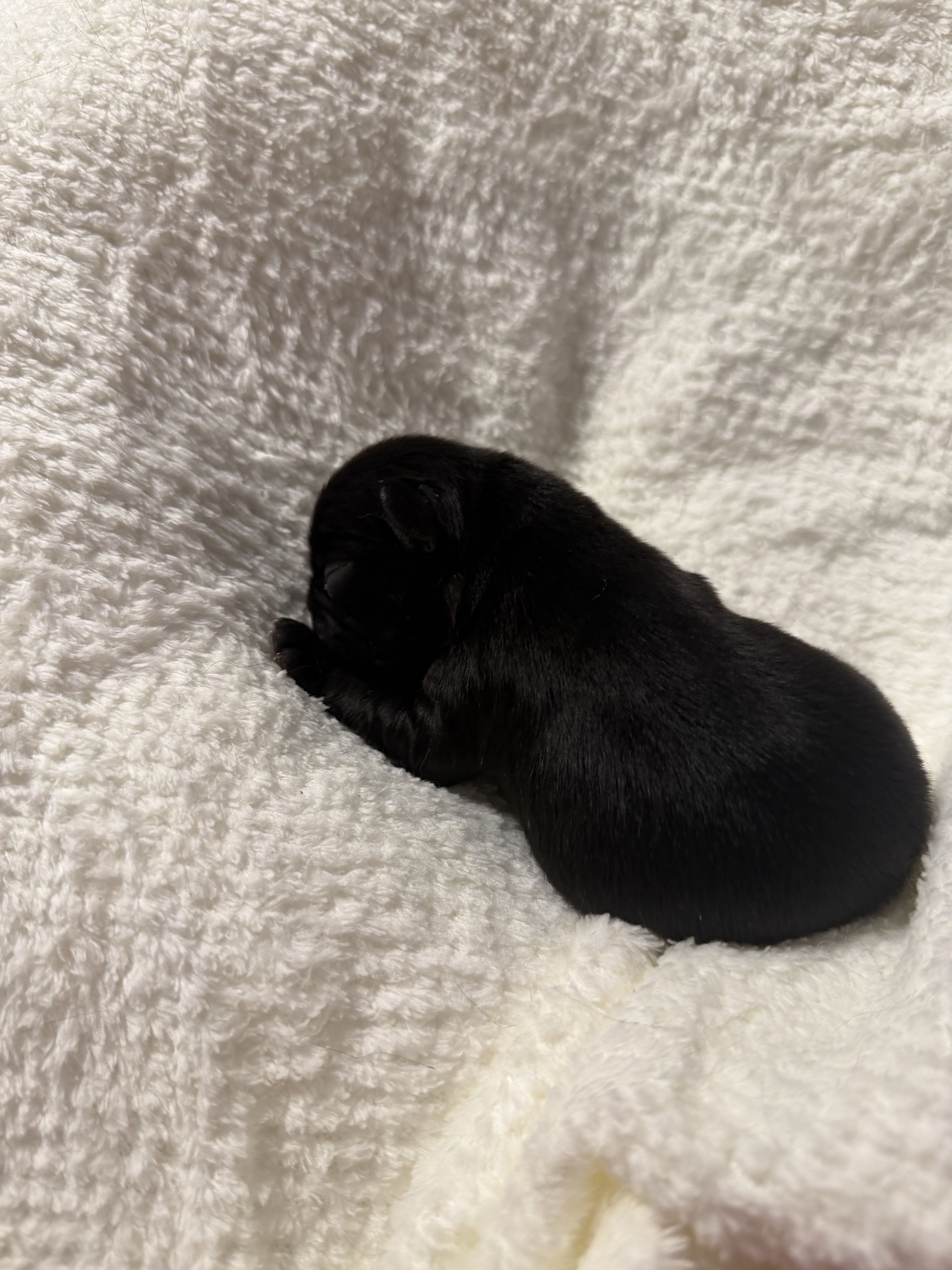 Black female French Bulldog puppy with a white chest patch