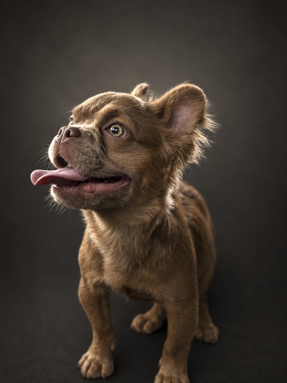 El Toro new shade Isabella French Bulldog stud