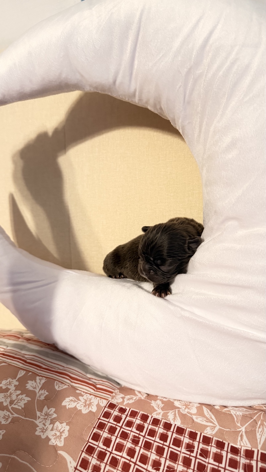 Newborn French Bulldog puppy resting on a moon pillow